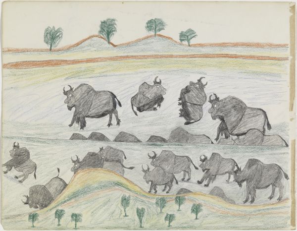 Buffalo Herd